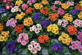 Primula Flower Jigsaw Puzzle