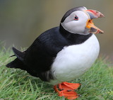 Puffin Bird Jigsaw Puzzle