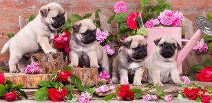 Puppies Pug Puzzles Jigsaw