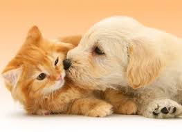 Puppy Kissing Kitten Jigsaw Puzzle