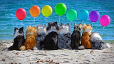 Puppy on the Beach Jigsaw Puzzle