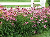 Purple Coneflower 2 Jigsaw Puzzle