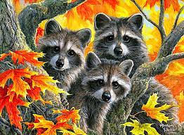 Raccoon Trio Jigsaw Puzzle