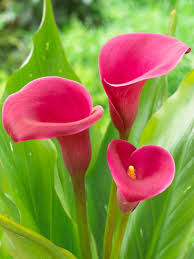 Red Calla Lily Flower Jigsaw Puzzle