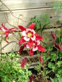 Red Columbine Flowers Jigsaw Puzzle