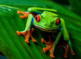 Red Eyed Tree Frog Jigsaw Puzzle