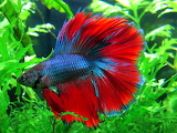 Red-blue Betta Fish Jigsaw Puzzle