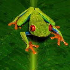 Red Eye Frog Jigsaw