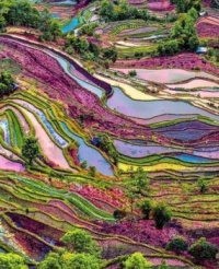 Rice Fields Jigsaw Puzzle