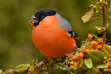 Robin Bird Jigsaw Puzzle