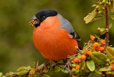 Robin Bird Jigsaw Puzzle