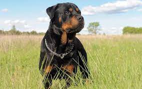 Rottweiler Puppy Jigsaw Puzzle