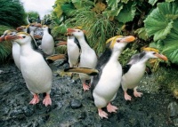 Royal Penguins Jigsaw Puzzle