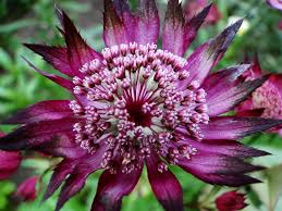 Astrantia Ruby Flowers Jigsaw Puzzle