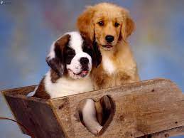 Saint Bernard and Golden Retriever Puzzle