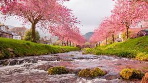 Sakura Blooming Trees Jigsaw Puzzle