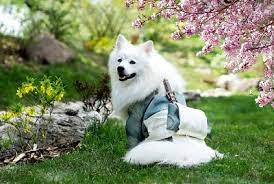 Samoyed Dog in The Park Jigsaw Puzzle