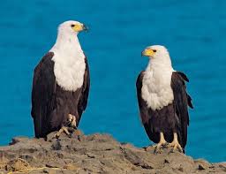 Sea Eagle Jigsaw Puzzle