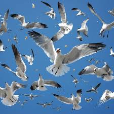 Seagulls Jigsaw