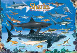 Sharks Jigsaw Puzzle