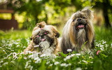 Shih Tzu Dog Jigsaw Puzzle