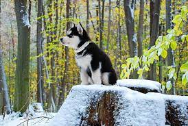 Siberian Husky Puppy Jigsaw Puzzle