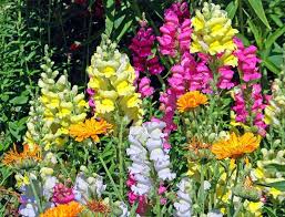 Snapdragon Flower Jigsaw Puzzle