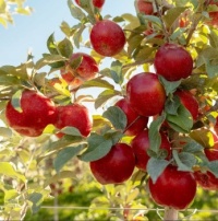 Sugarbee Apple Jigsaw Puzzle