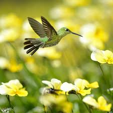 Summer Hummingbird Jigsaw Puzzle 2