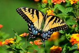 Swallowtail Butterfly Jigsaw Puzzle