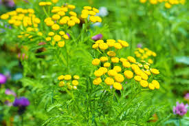 Tanacetum Flower Jigsaw Puzzle
