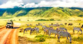 Desenhos de Tanzania Zebras Jigsaw Puzzle para colorir