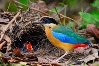 The Blue-winged Pitta Jigsaw Puzzle