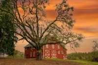 The Oak Tree Jigsaw Puzzle