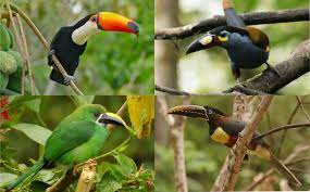 Toucans Jigsaw Puzzle