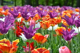 Tulip Field Spring Jigsaw Puzzle