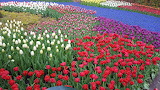 Tulips in Keukenhof Gardens Holland