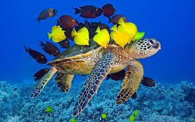 Turtle And Yellow Tang In The Deep Sea Jigsaw Puzzle