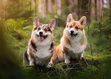 Welsh Corgi Dogs Jigsaw Puzzle