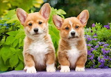 Desenhos de Welsh Corgi Puppies Jigsaw Puzzle para colorir