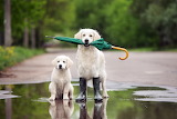 Wet Weather Dogs Jigsaw Puzzle