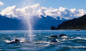 Whales in Alaska Jigsaw Puzzle