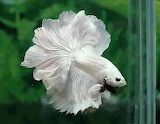 White Betta Fish Jigsaw Puzzle