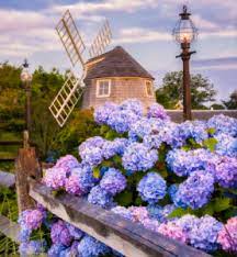 Windmill and Hydrangeas Jigsaw Puzzle