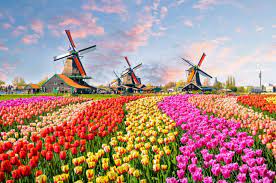 Windmills and Tulips Jigsaw Puzzle