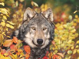 Wolf Stalking Fall Jigsaw Puzzle