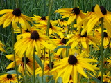 Yellow Coneflowers Jigsaw Puzzle