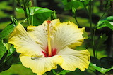 Yellow Hibiscus Flower Jigsaw Puzzle