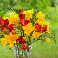 Yellow and Red Freesias Jigsaw Puzzle