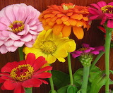 Zinnia Flower Jigsaw Puzzle